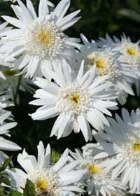 Leucanthemum x superbum 'Christine Hagemann'